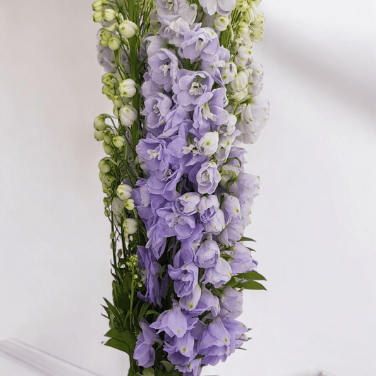 Delphinium Belladonna - Lilac