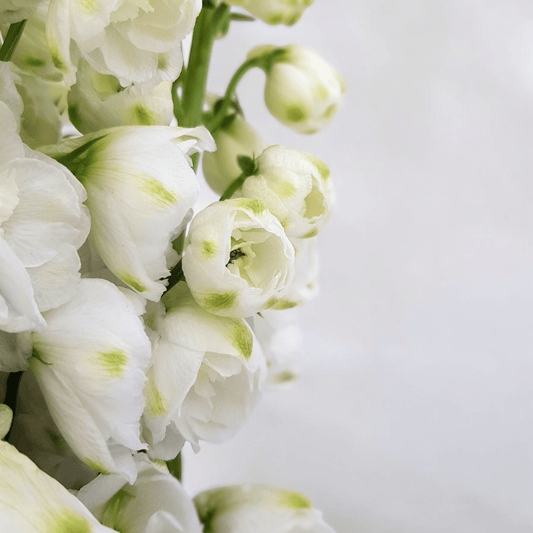 Delphinium Belladonna - White