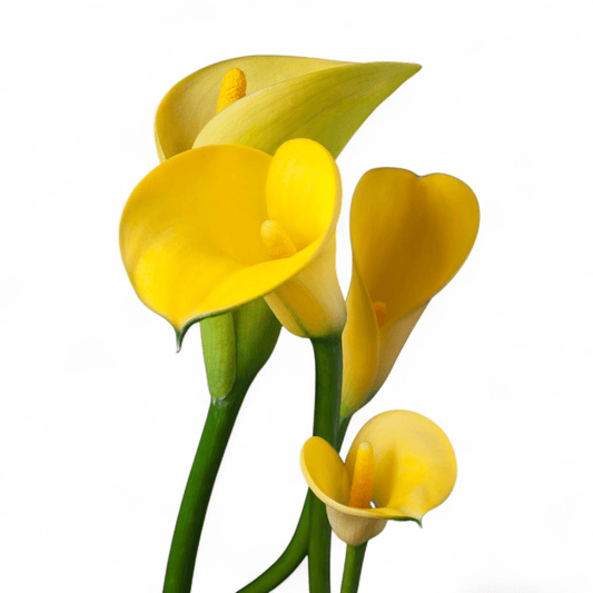 Yellow Calla Lilly | Floristika Malaysia