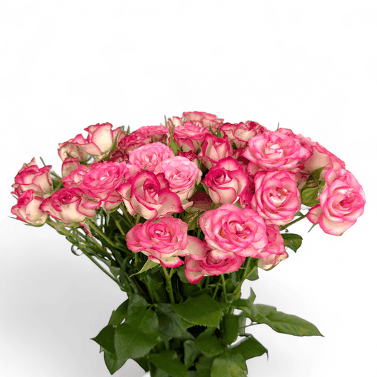 Spray Rose - 2 Tone White Pink