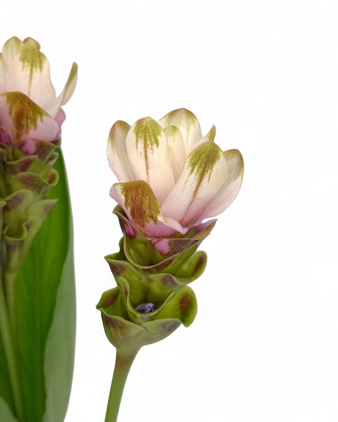 Curcuma - Pink (5 stems)
