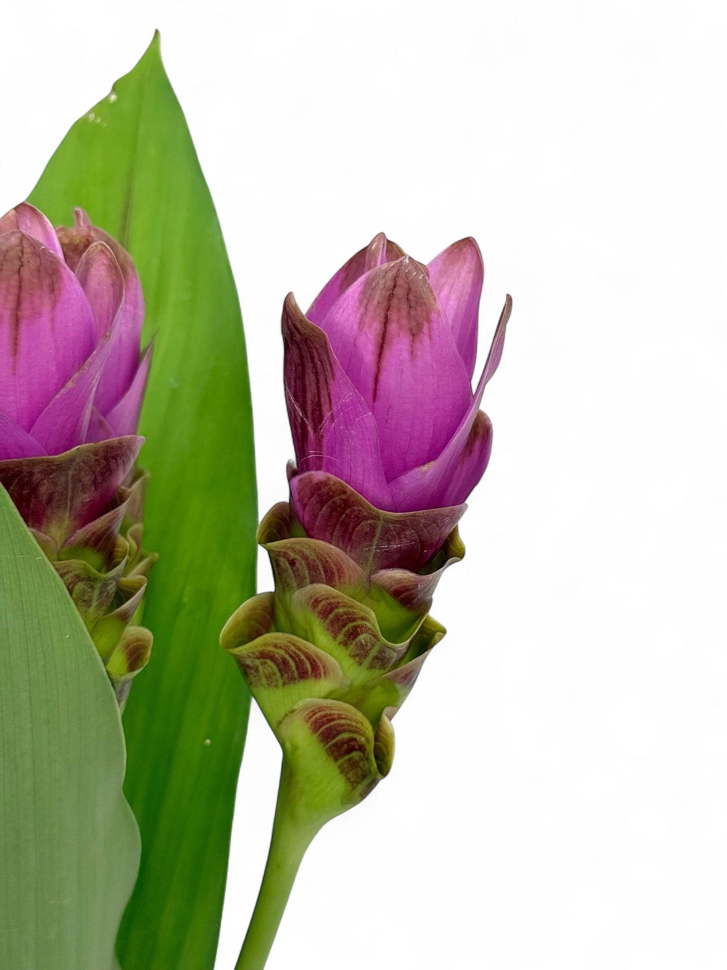 Curcuma - Purple (5 stems)