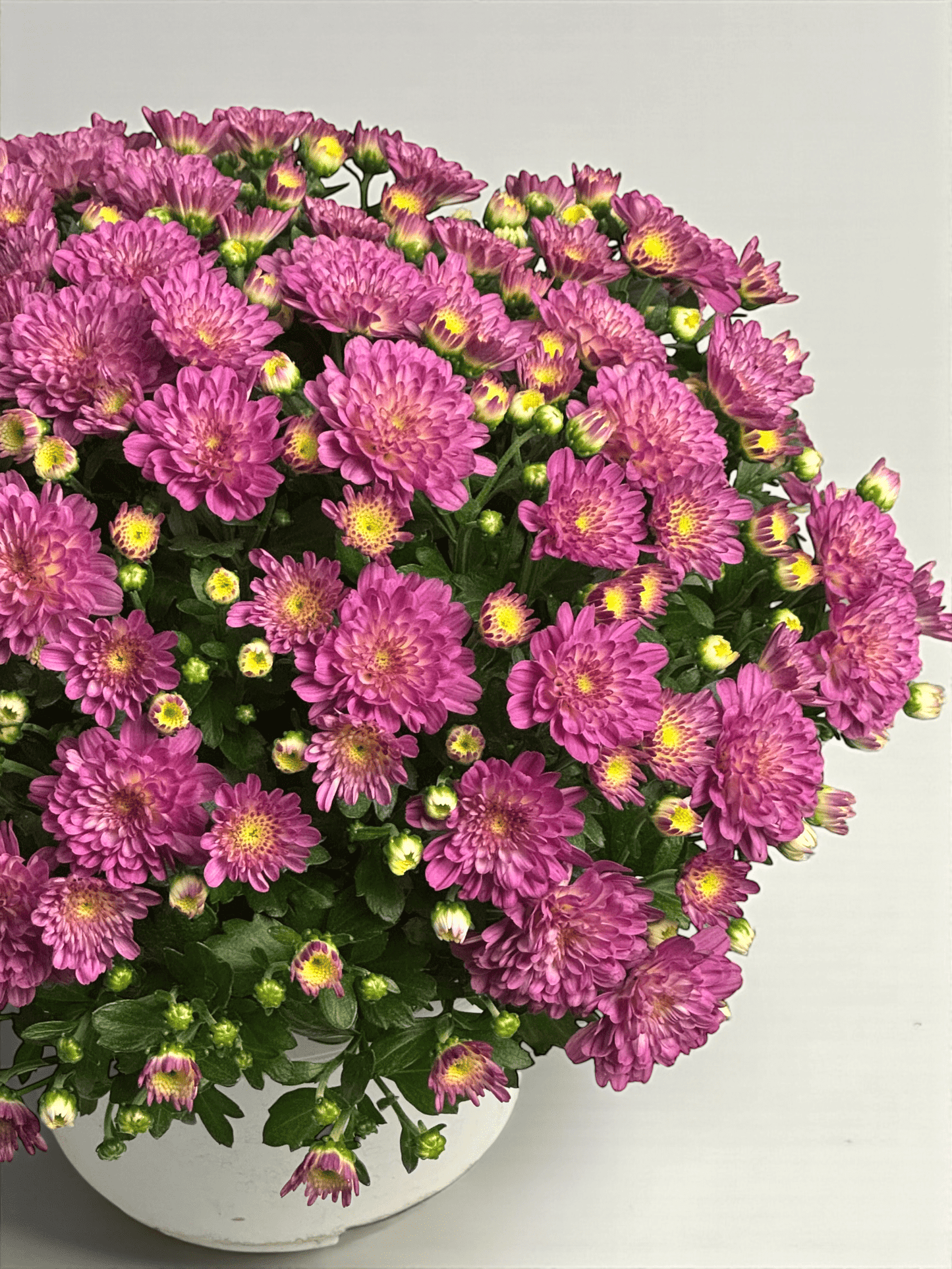 Chrysanthemum - Pink (P210)
