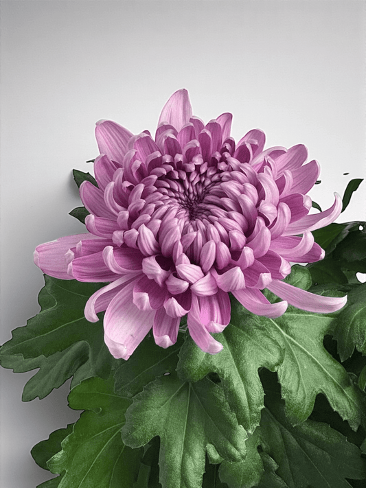 Chrysanthemum Cosmo - Purple (P150)