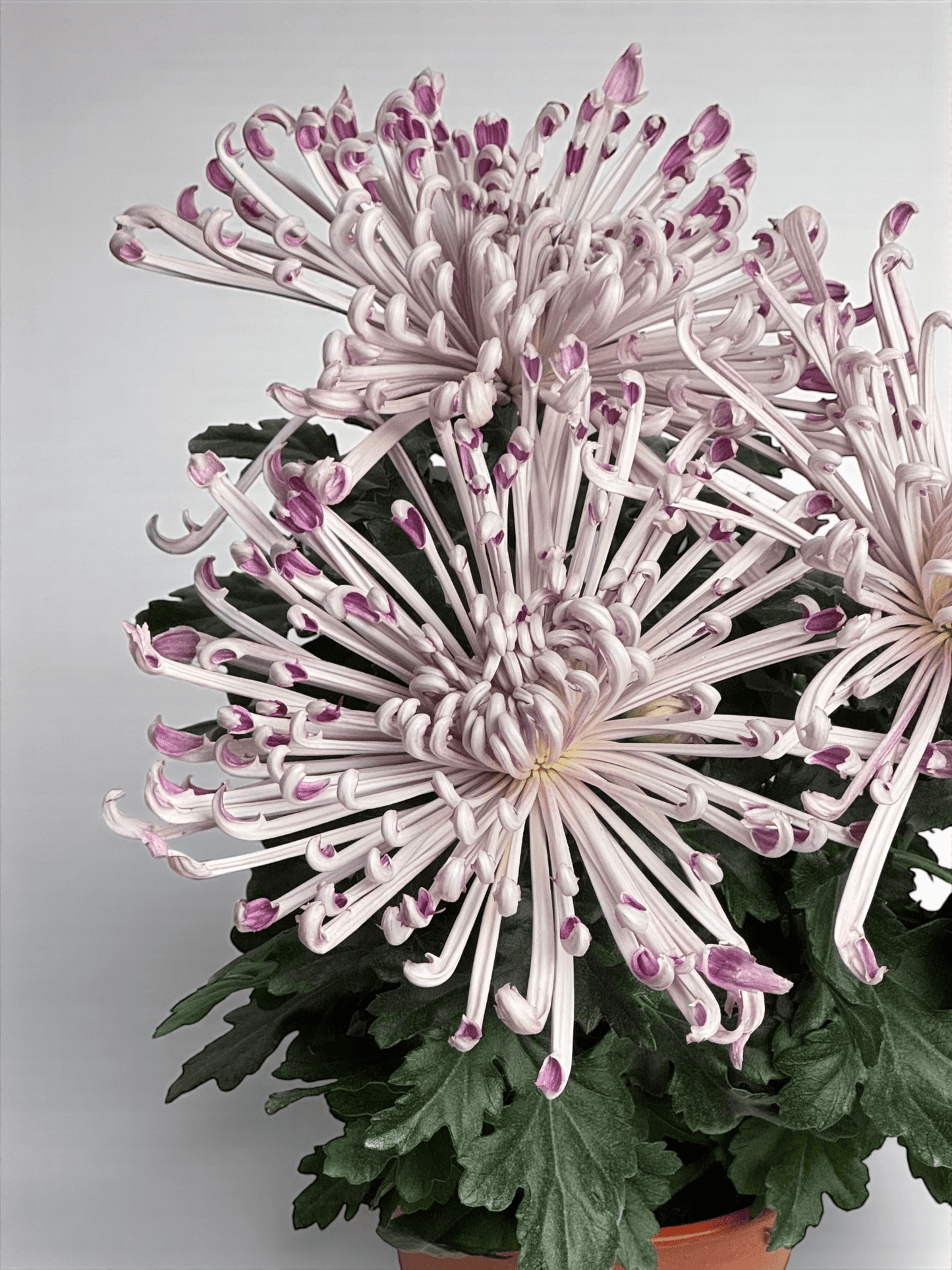 Chrysanthemum Cosmo - Light Purple (P150)