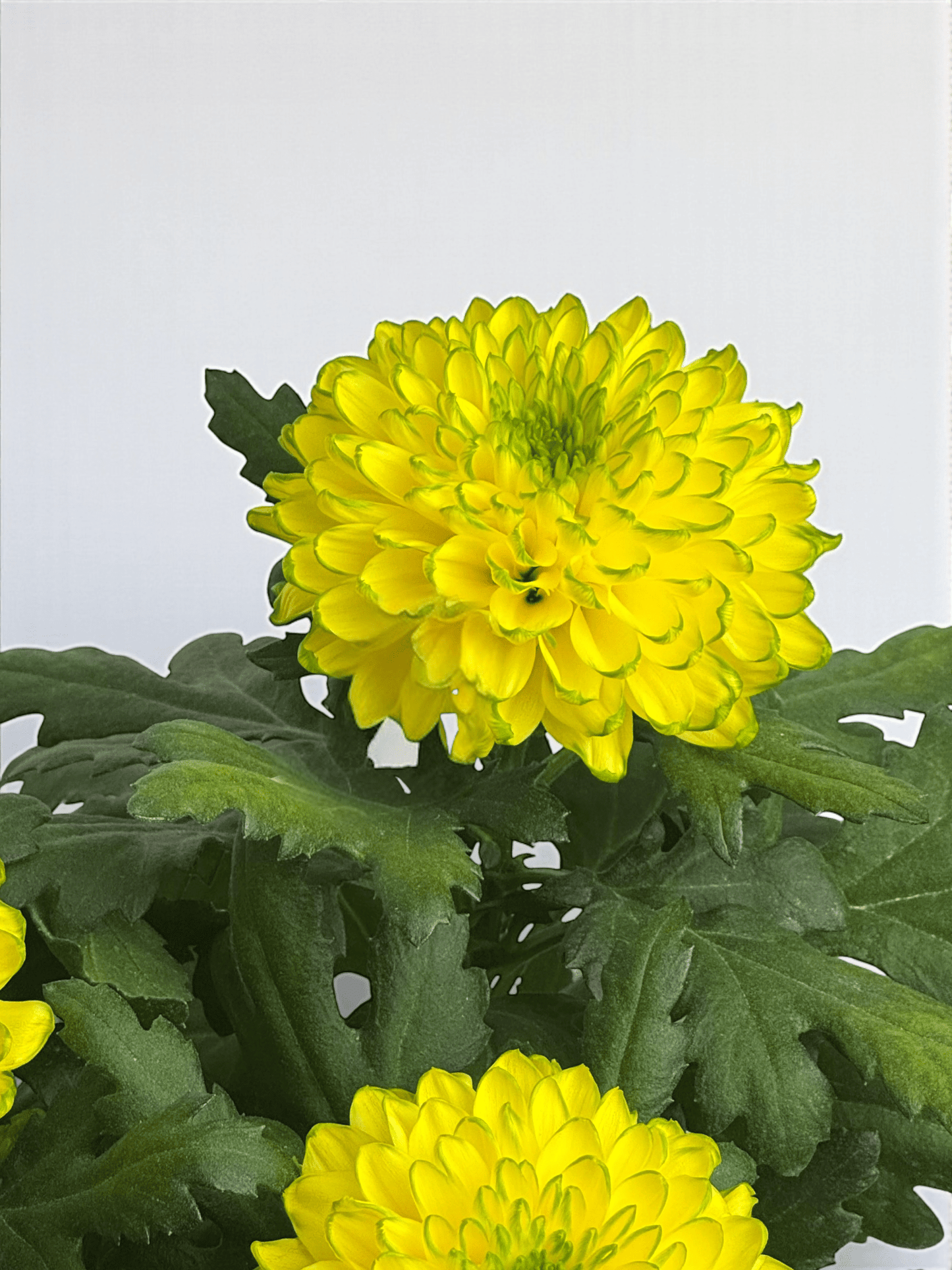 Chrysanthemum Cosmo - Yellow Green (P150)