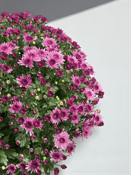 Chrysanthemum - 2 Tone Purple (P310)