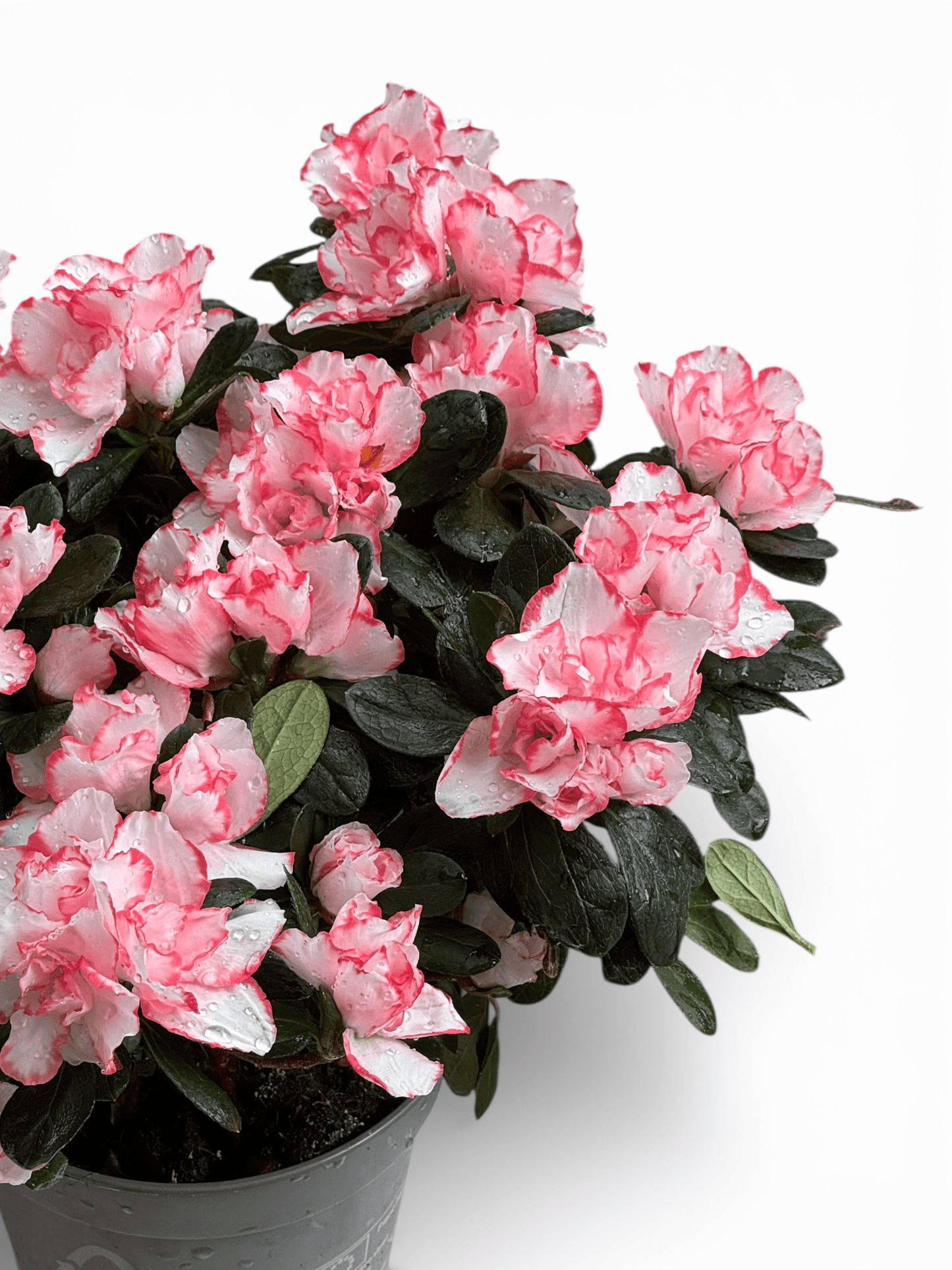 Azalea (P140) - 2 Tone White Pink