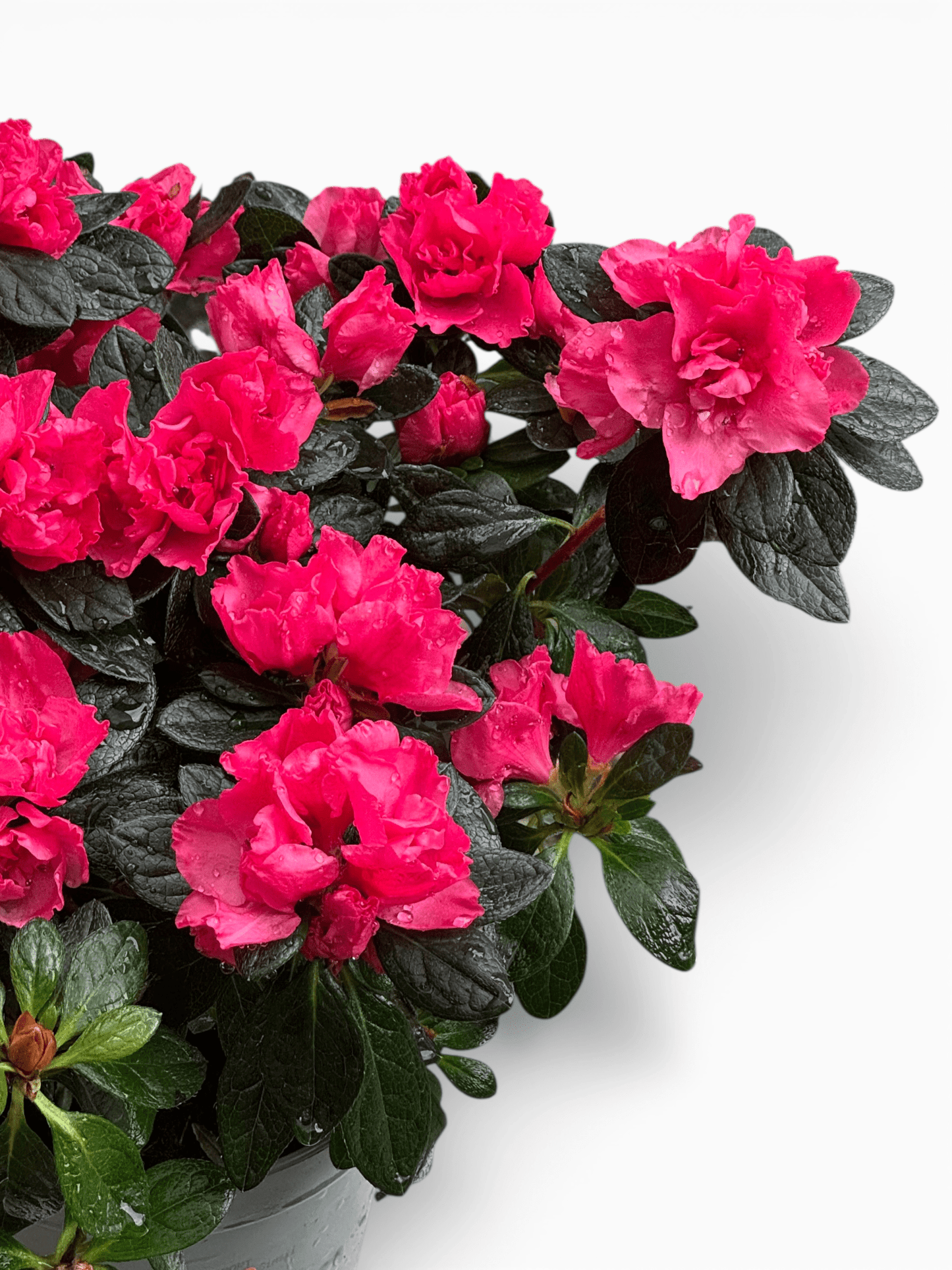 Azalea (P140) - Dark Pink