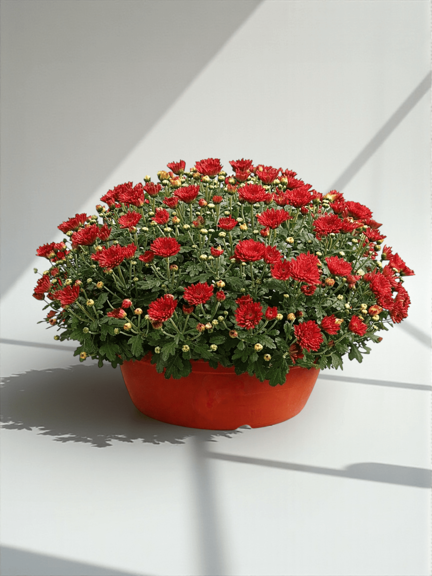 Chrysanthemum - Maroon (P310)