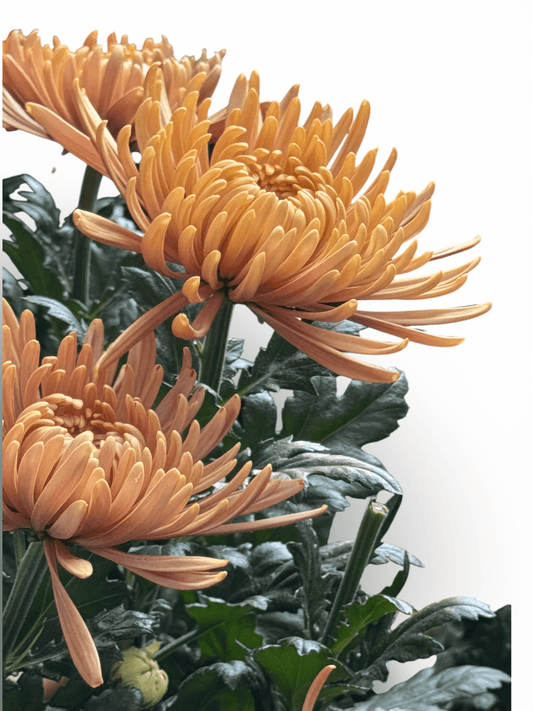 Chrysanthemum Kekwa - Orange