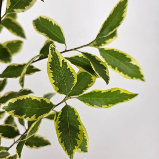 Fresh Cut Flowers at Floristika