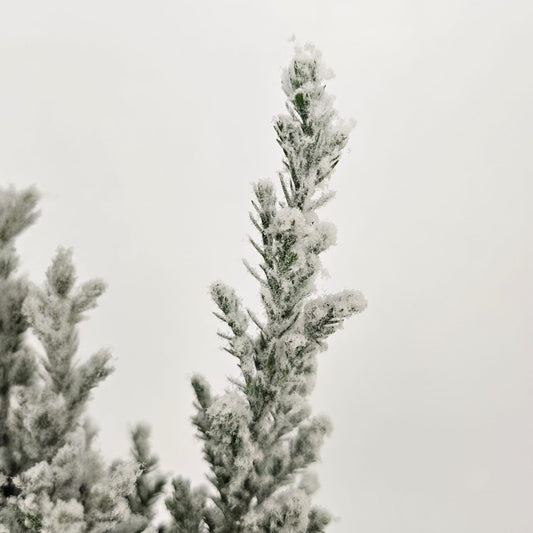 Potted Plants at Floristika