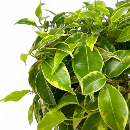 Potted Plants at Floristika
