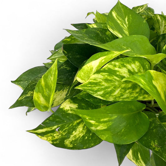 Potted Plants at Floristika