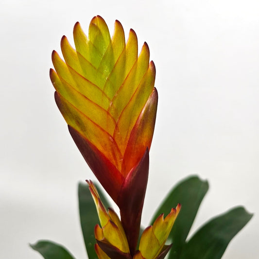 Potted Plants at Floristika