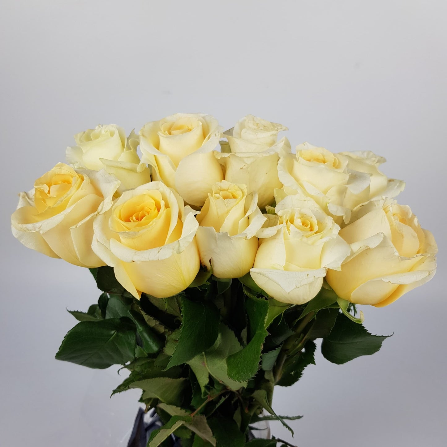 Rose 40cm - Champagne (10 Stems)