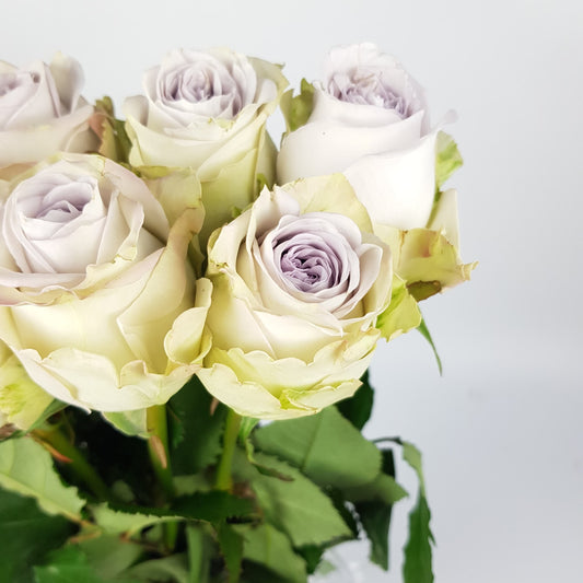 Rose - Ocean Song Light Purple (10 stems)