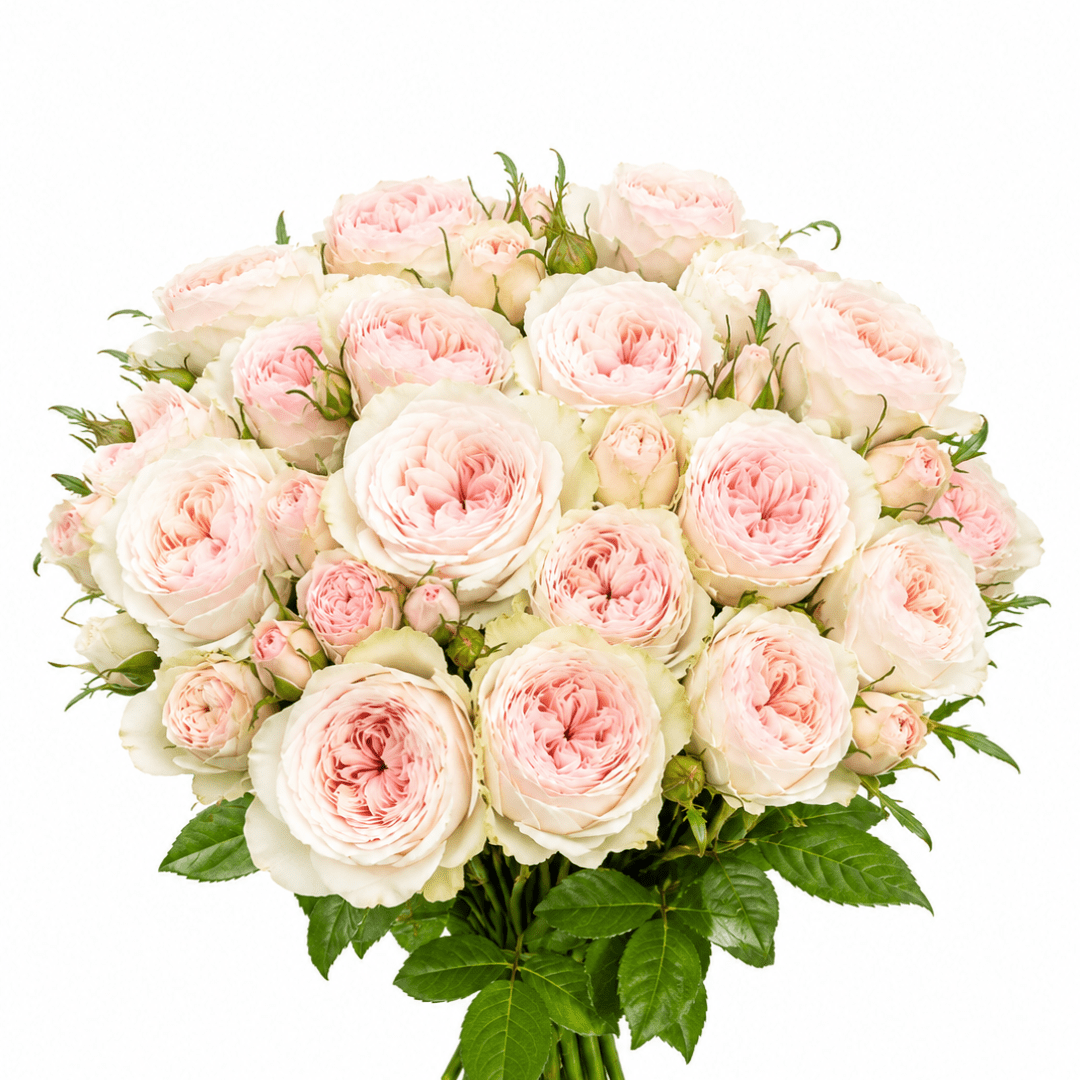 Spray Rose - Cream Pink