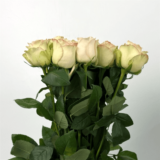 Fresh Cut Flowers at Floristika