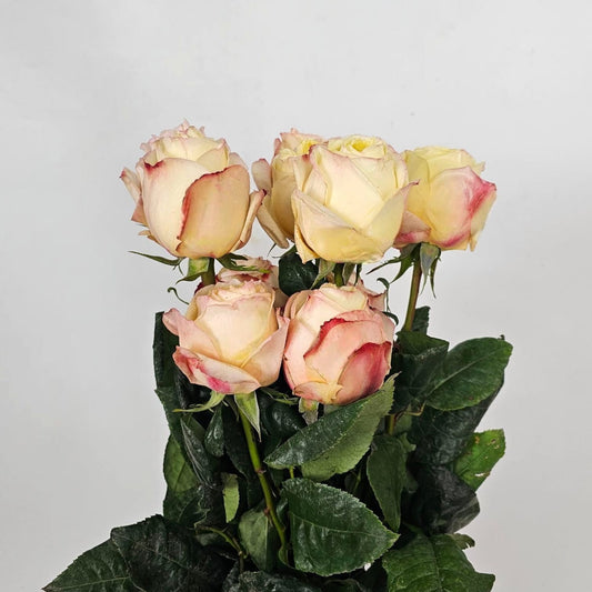 Fresh Cut Flowers at Floristika