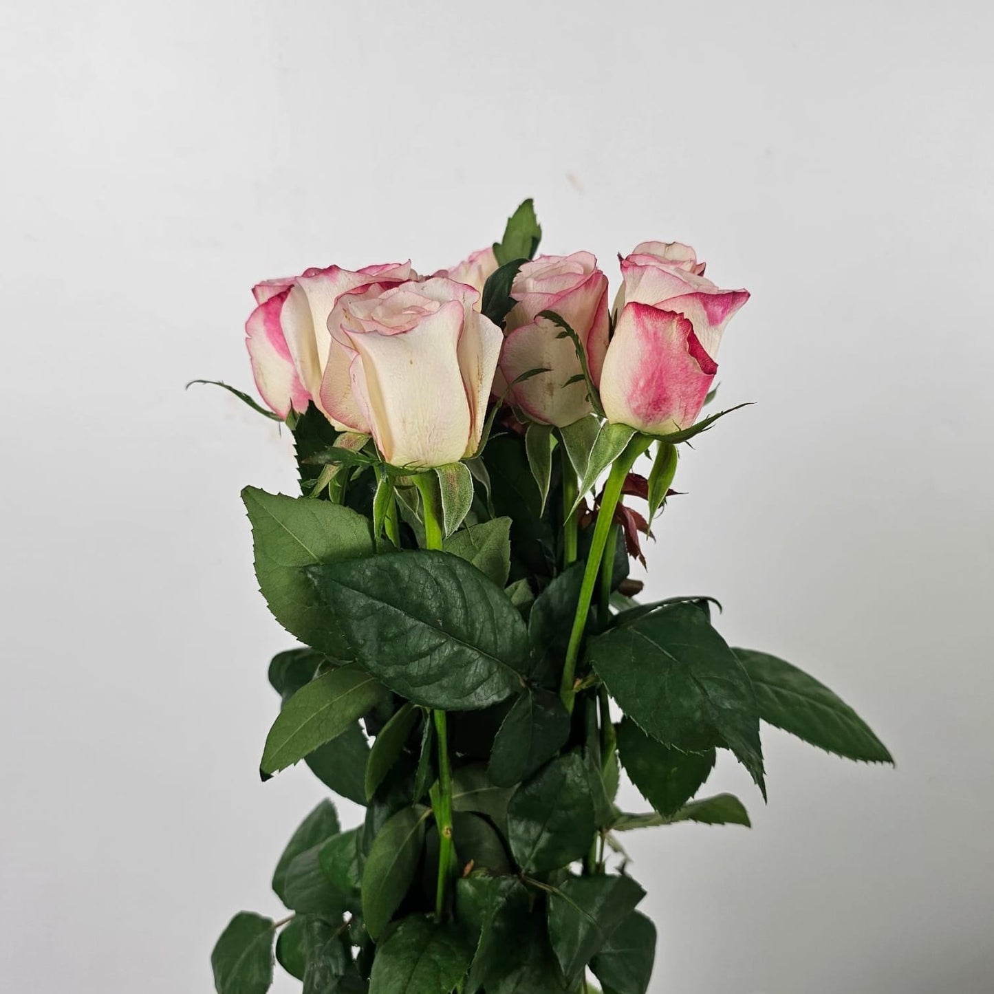 Fresh Cut Flowers at Floristika