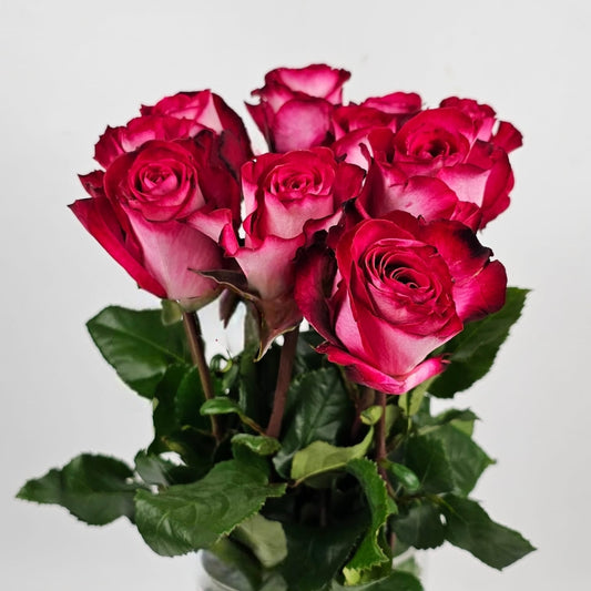 Fresh Cut Flowers at Floristika