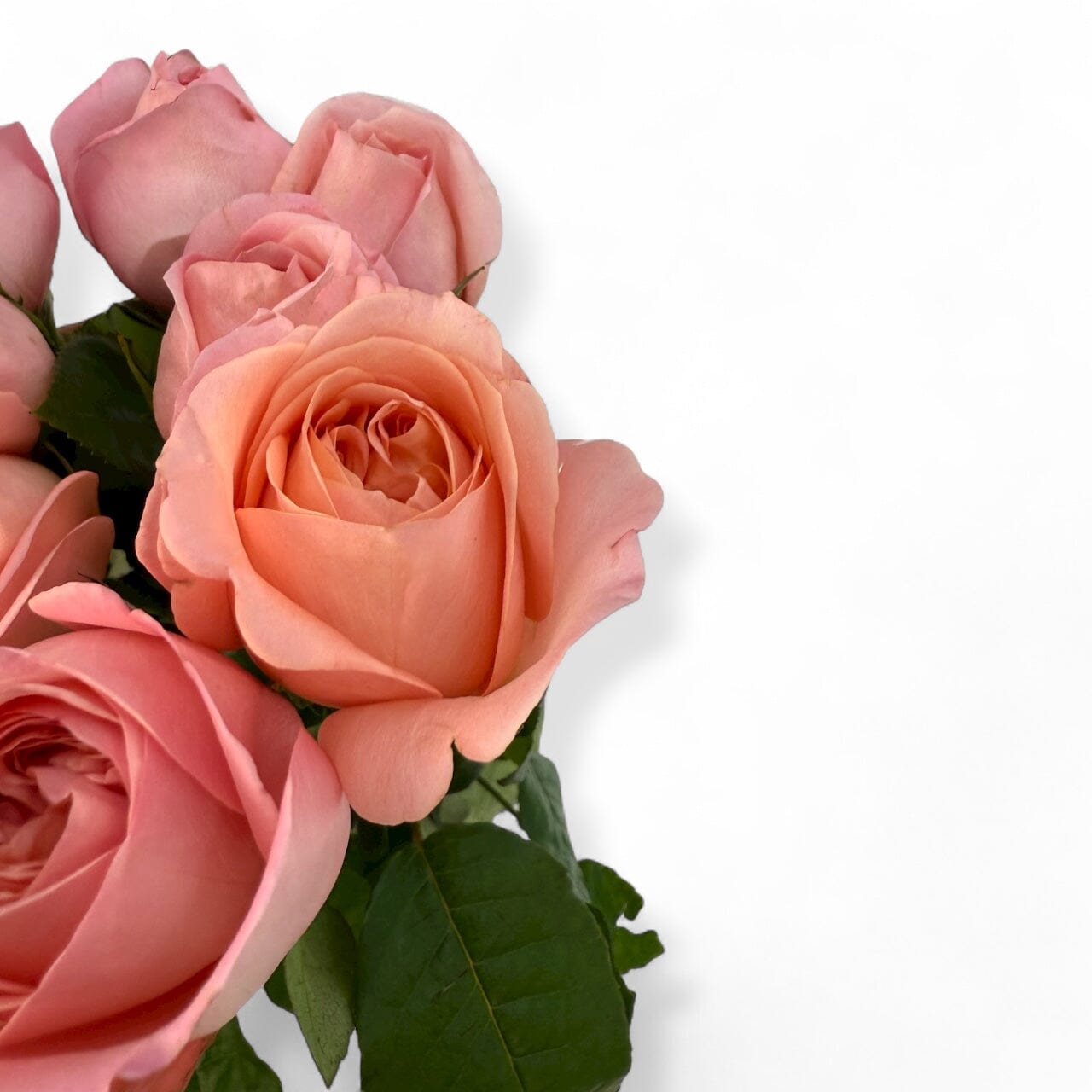 Fresh Cut Flowers at Floristika