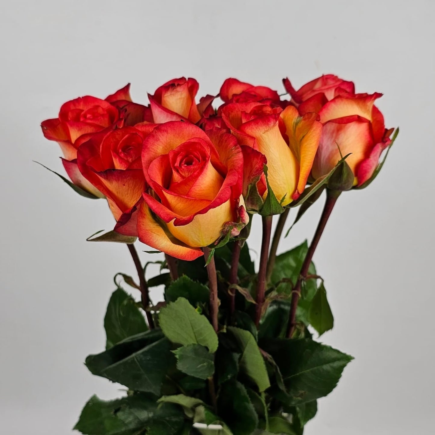 Fresh Cut Flowers at Floristika