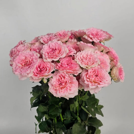 Fresh Cut Flowers at Floristika