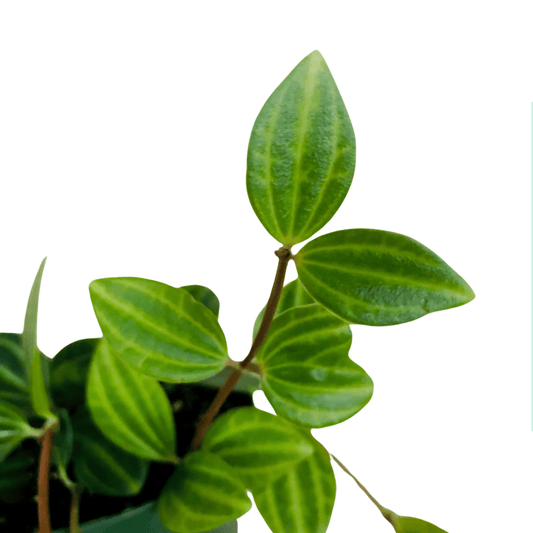 Peperomia Angulata (P85)