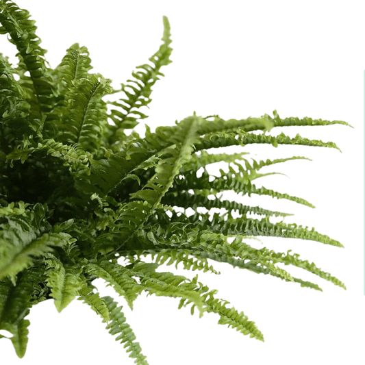 Pot Boston Fern P220 Green