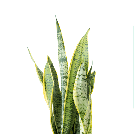 Sansevieria Laurentii (P140)