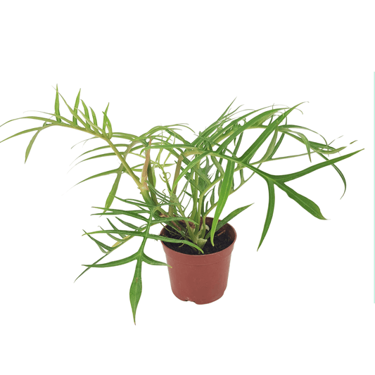 Philodendron Tortum (P90)