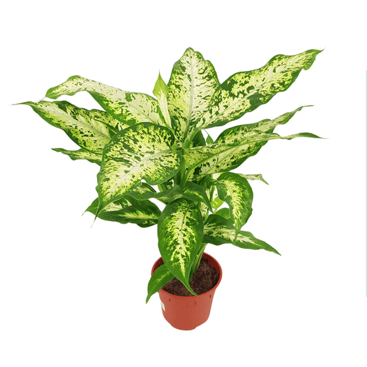 Dieffenbachia Compacta P150