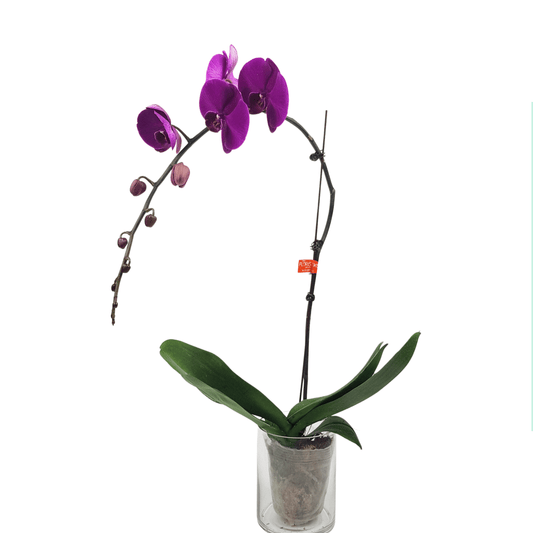 Phalaenopsis - Purple (Without Pot)