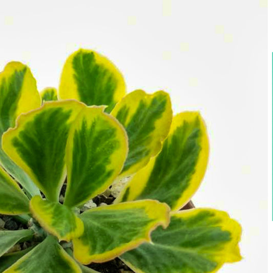 Pot Euphorbia Poisonii -2 Tone Green Yellow