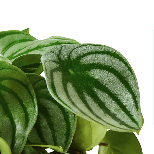 Pepepromia Watermelon (P85)