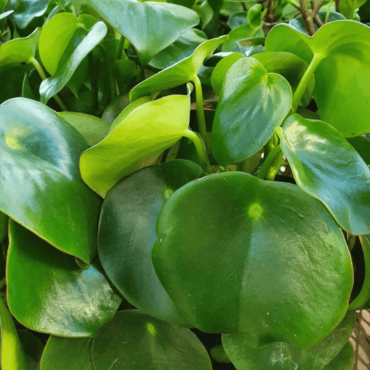 Pot Peperomia Agryeia (P150)