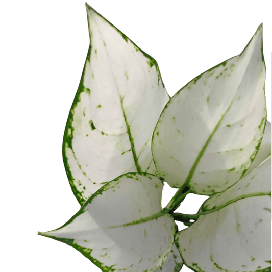 Aglaonema Super White P110 (Hydroponic Pot)