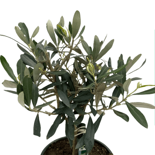 Pot Olea Europaea / Olive / Pokok Zaitun (1 ft)