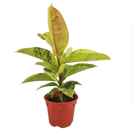 Ficus Shivereana (P150)