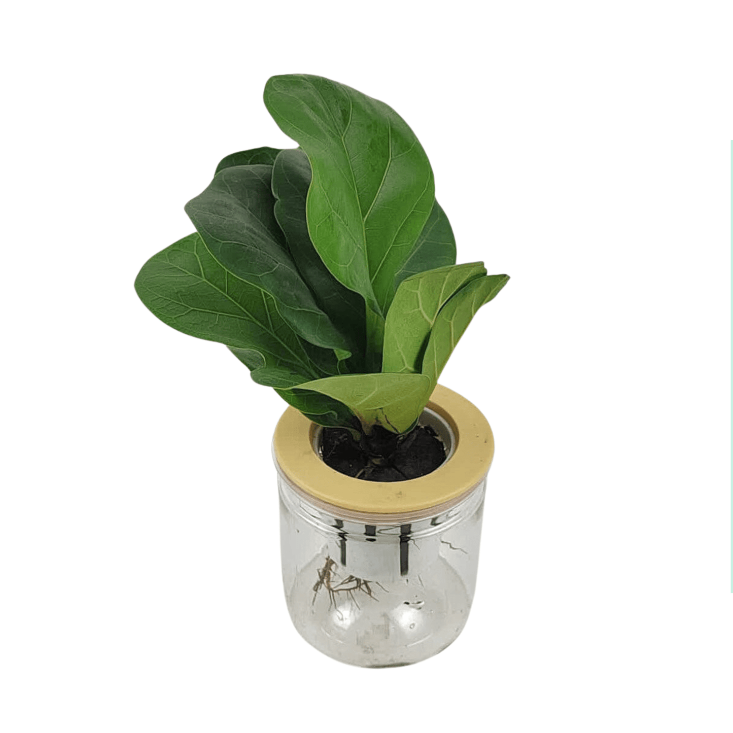 Ficus Lyrata P110 (Hydroponic Pot)