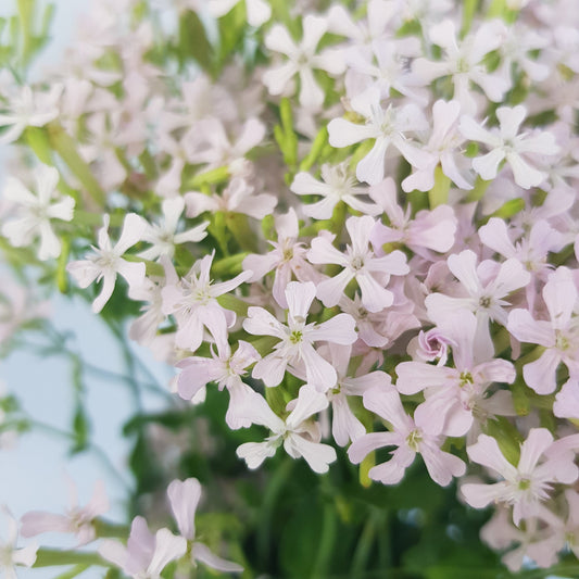 Light Pink Saponaria Flower