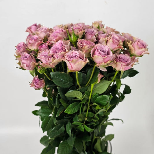 Fresh Cut Flowers at Floristika