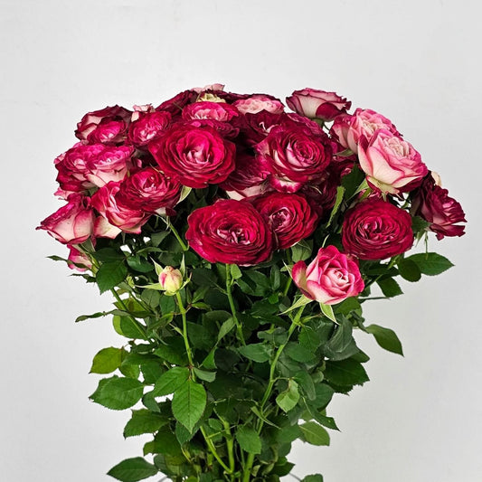 Spray Rose - 2 Tone Dark Pink