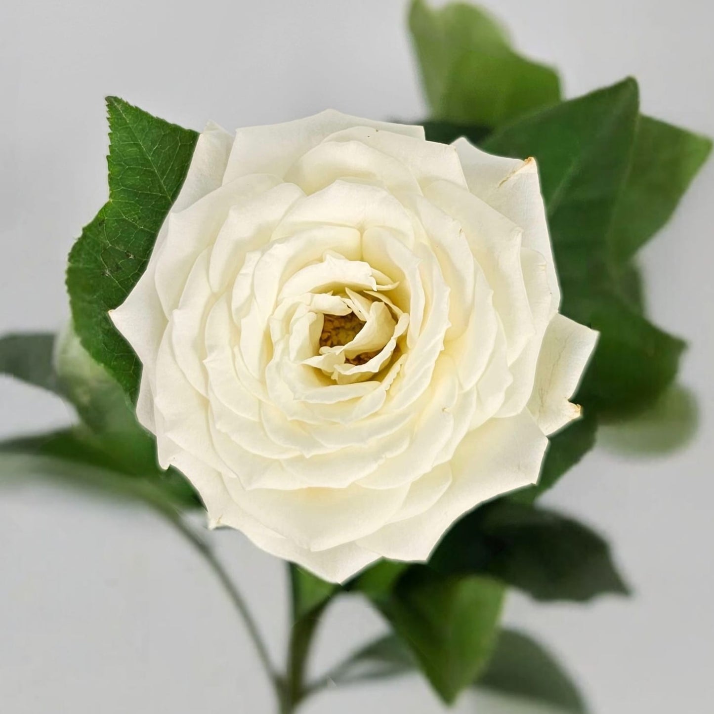 Fresh Cut Flowers at Floristika