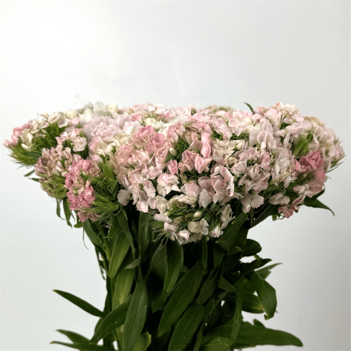 Fresh Cut Flowers at Floristika