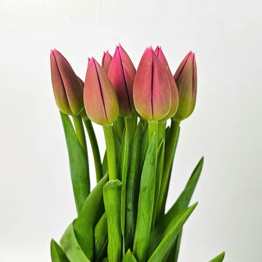 Fresh Cut Flowers at Floristika