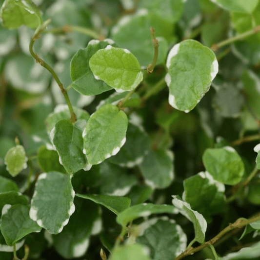 Ficus Sunny White (P8.5)